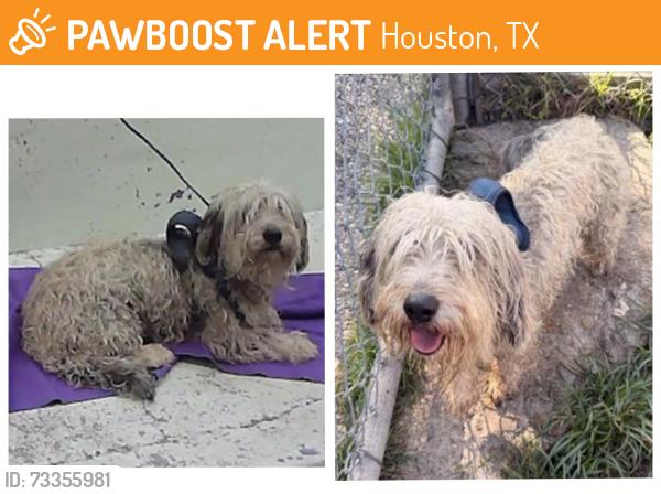 Found/Stray Male Dog last seen Cruse Rd 77016, Houston, TX 77016