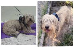 Found/Stray Male Dog last seen Cruse Rd 77016, Houston, TX 77016