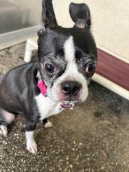 Shelter Stray Female Dog last seen PRAISE PL, 19640 Dogpatch Ln, Land O' Lakes, FL 34638, USA