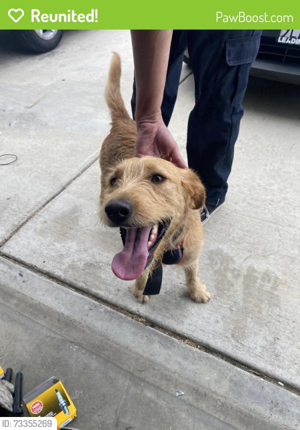 Reunited Male Dog last seen Fitzgerald Pl, Menifee, CA 92584