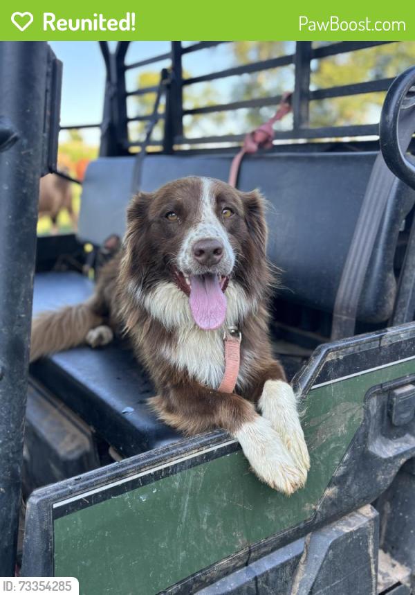 Reunited Female Dog last seen river bridge on Rocky foard road, newton nc, Newton, NC 28658
