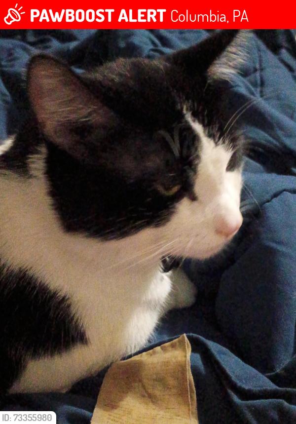 Lost Male Cat last seen Near Ave g Columbia, Columbia, PA 17512