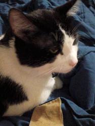Lost Male Cat last seen Near Ave g Columbia, Columbia, PA 17512