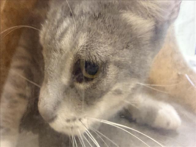 Shelter Stray Female Cat last seen , 957 N Gaffey St, San Pedro, CA 90731, USA