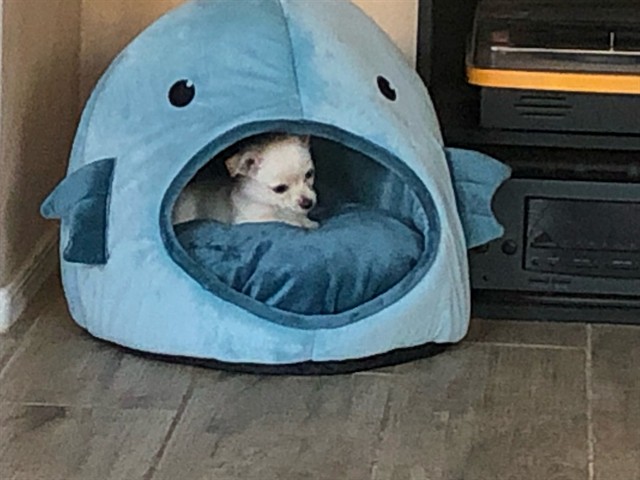 Shelter Stray Female Dog last seen S 25TH AVE AND MARICOPA, 2500 S 27th Ave, Phoenix, AZ 85009, USA