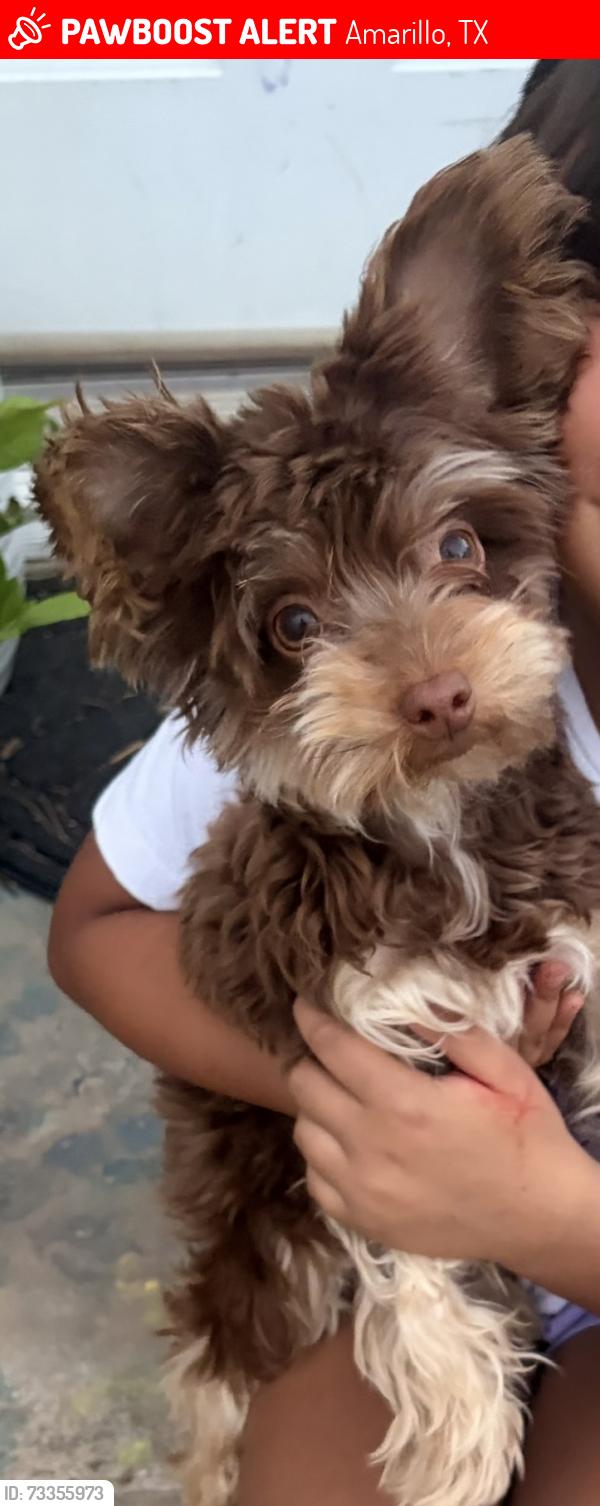Lost Male Dog last seen Palo duro high school, Amarillo, TX 79107