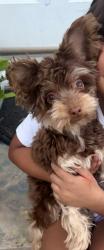 Lost Male Dog last seen Palo duro high school, Amarillo, TX 79107