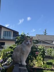 Reunited Male Cat last seen Augusta Ave., Burnaby, BC 