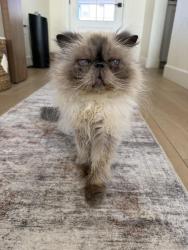 Lost Female Cat last seen Lazy day lane roseville ca, Montclair, VA 22025