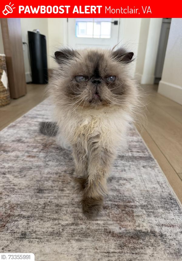Lost Female Cat last seen Lazy day lane roseville ca, Montclair, VA 22025