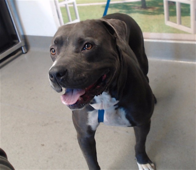 Shelter Stray Male Dog last seen Near BLOCK HOWARD / 5TH FLOOR, 1419 Bryant St, San Francisco, CA 94103, USA