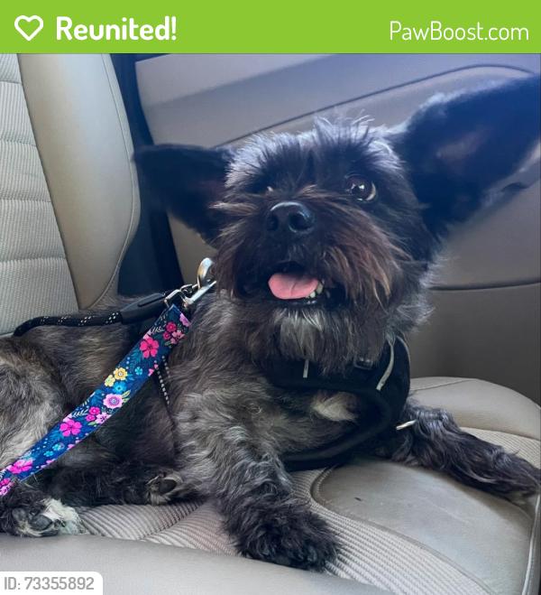 Reunited Male Dog last seen W Club Blvd near Hillandale Rd, Durham, NC 27705