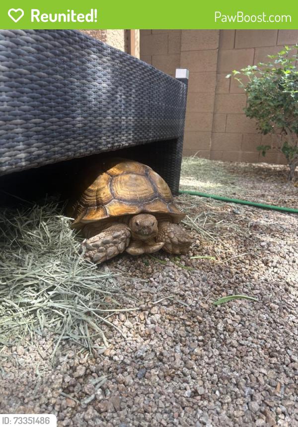 Reunited Male Reptile last seen Near N 59th Dr, Glendale, AZ 85306, USA, Glendale, AZ 85306