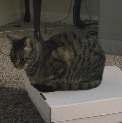Reunited Female Cat last seen Radius Apts., Club Place, Satellite and W Liddell, Duluth, Gwinnett County, GA 30096