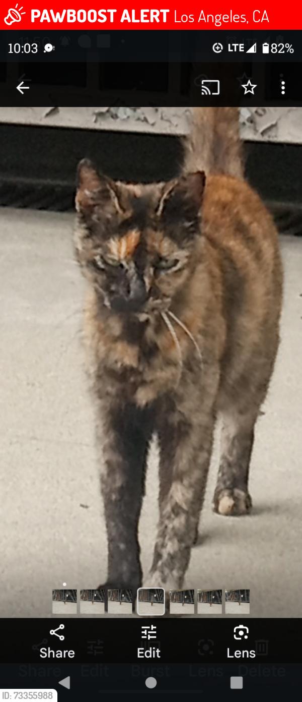Lost Female Cat last seen Del Rey lagoon, Los Angeles, CA 90293