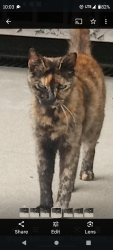 Lost Female Cat last seen Del Rey lagoon, Los Angeles, CA 90293
