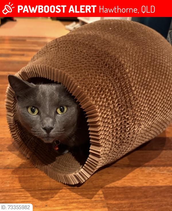 Lost Female Cat last seen Dover & Balmoral, Balmoral Cemetery, Wynnum Road, Hawthorne, QLD 4170