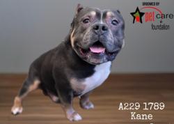 Shelter Stray Male Dog last seen , 1850 W 60th St, Los Angeles, CA 90047, USA