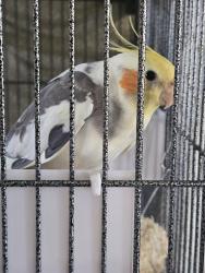 Lost Male Bird last seen Verenda terrace, Round Rock, TX 78665
