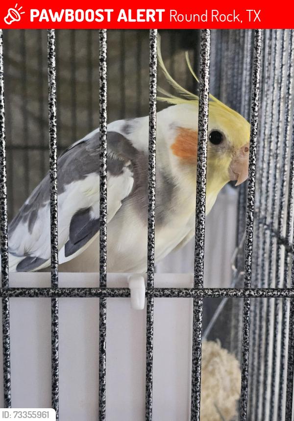 Lost Male Bird last seen Verenda terrace, Round Rock, TX 78665