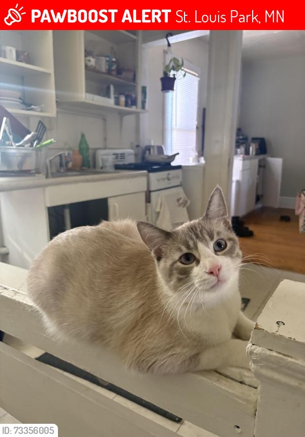 Lost Male Cat last seen Quitin Ave, Natchez ave, St. Louis Park, MN 55416