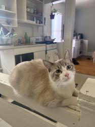Lost Male Cat last seen Quitin Ave, Natchez ave, St. Louis Park, MN 55416