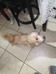 Reunited Male Dog last seen 29th Street, Sacramento, CA 95822