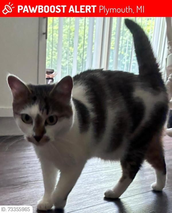 Lost Female Cat last seen Near Edgewood circle, Plymouth, MI 48170
