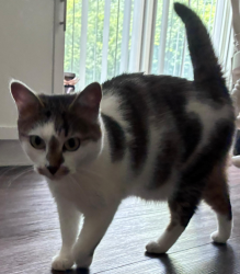 Lost Female Cat last seen Near Edgewood circle, Plymouth, MI 48170