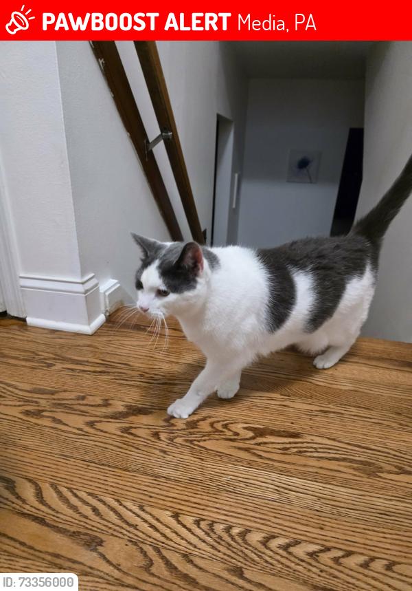 Lost Male Cat last seen Carriage Dr and Horsehoe Dr, Media, PA 19063