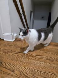 Lost Male Cat last seen Carriage Dr and Horsehoe Dr, Media, PA 19063