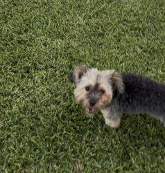 Reunited Female Dog last seen Kirby & Carson Ave, Pearland, TX 77584