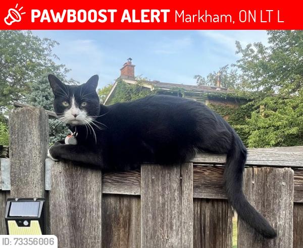 Lost Male Cat last seen Willowbrook & Green road, Markham, ON L3T 5L6