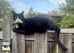 Lost Male Cat last seen Willowbrook & Green road, Markham, ON L3T 5L6