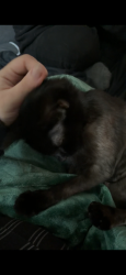 Reunited Female Cat last seen Commons at timber Creek, Portland, OR 97229