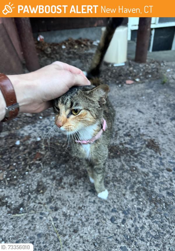 Found/Stray Unknown Cat last seen Greene street, New Haven, CT 06510