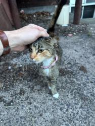Found/Stray Unknown Cat last seen Greene street, New Haven, CT 06510