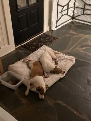 Found/Stray Female Dog last seen Horse Pen Creek, Battleground Ave, Greensboro, NC 27410
