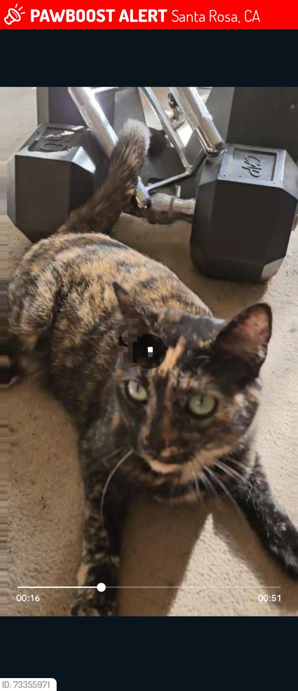 Lost Female Cat last seen East foothill drive and Roger's way, Santa Rosa, CA 95409