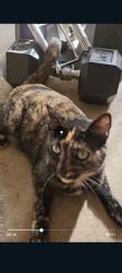 Lost Female Cat last seen East foothill drive and Roger's way, Santa Rosa, CA 95409