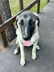 Found/Stray Female Dog last seen Burlington Street, Magnolia, TX 77355