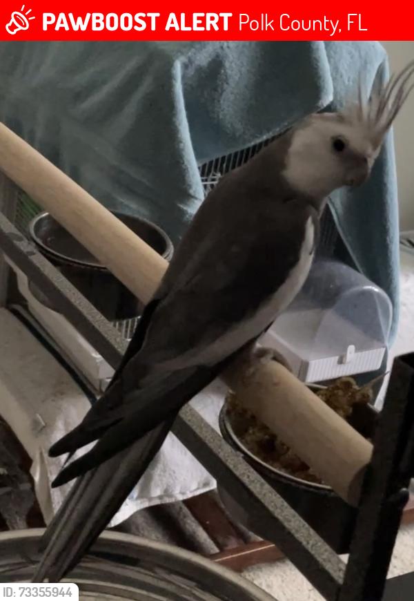 Lost Male Bird last seen Providence Golf Club Community, Polk County, FL 33837