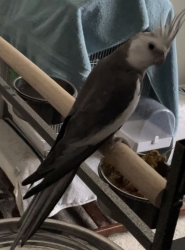 Lost Male Bird last seen Providence Golf Club Community, Polk County, FL 33837