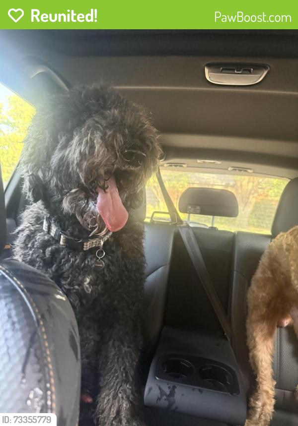 Reunited Male Dog last seen Mil and SKulian Blvd, Amarillo, TX 79102