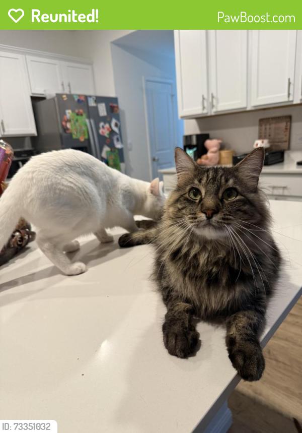 Reunited Male Cat last seen Rawlin Jaw Way Leander, Leander, TX 78641