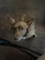 Found/Stray Male Dog last seen 6th Street & 4th Ave, Tucson, AZ 85705