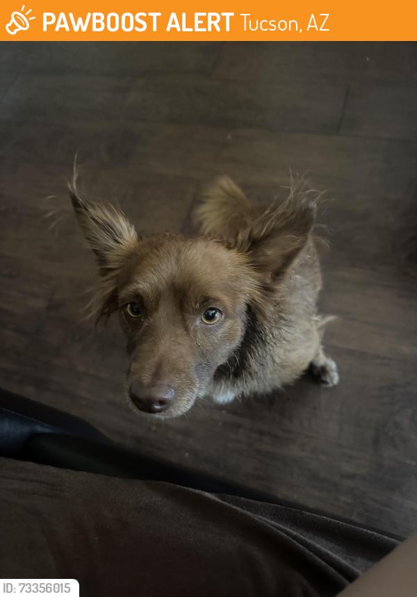 Found/Stray Male Dog last seen 6th Street & 4th Ave, Tucson, AZ 85705