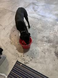 Found/Stray Unknown Dog last seen Indian camp creek park, Foristell, MO 63348