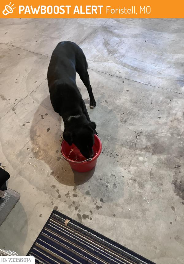Found/Stray Unknown Dog last seen Indian camp creek park, Foristell, MO 63348