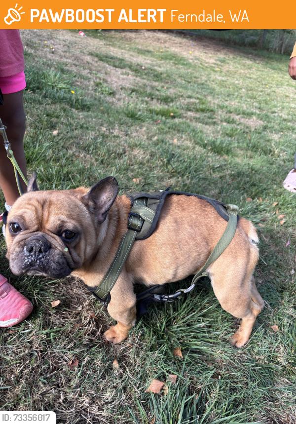 Found/Stray Male Dog last seen Malloy, Ferndale, WA 98248